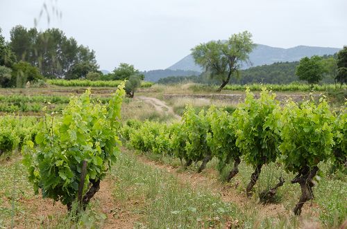 Et sous le ciel de Provence, elle vous offre sa partie de campagne...